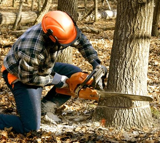 Tree Removal in Hardwick, GA